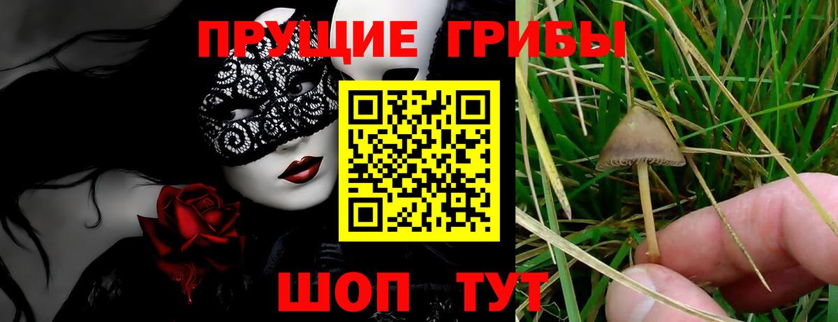 Тулун  Псилоцибиновые грибы мицелий  Вход с VPN 